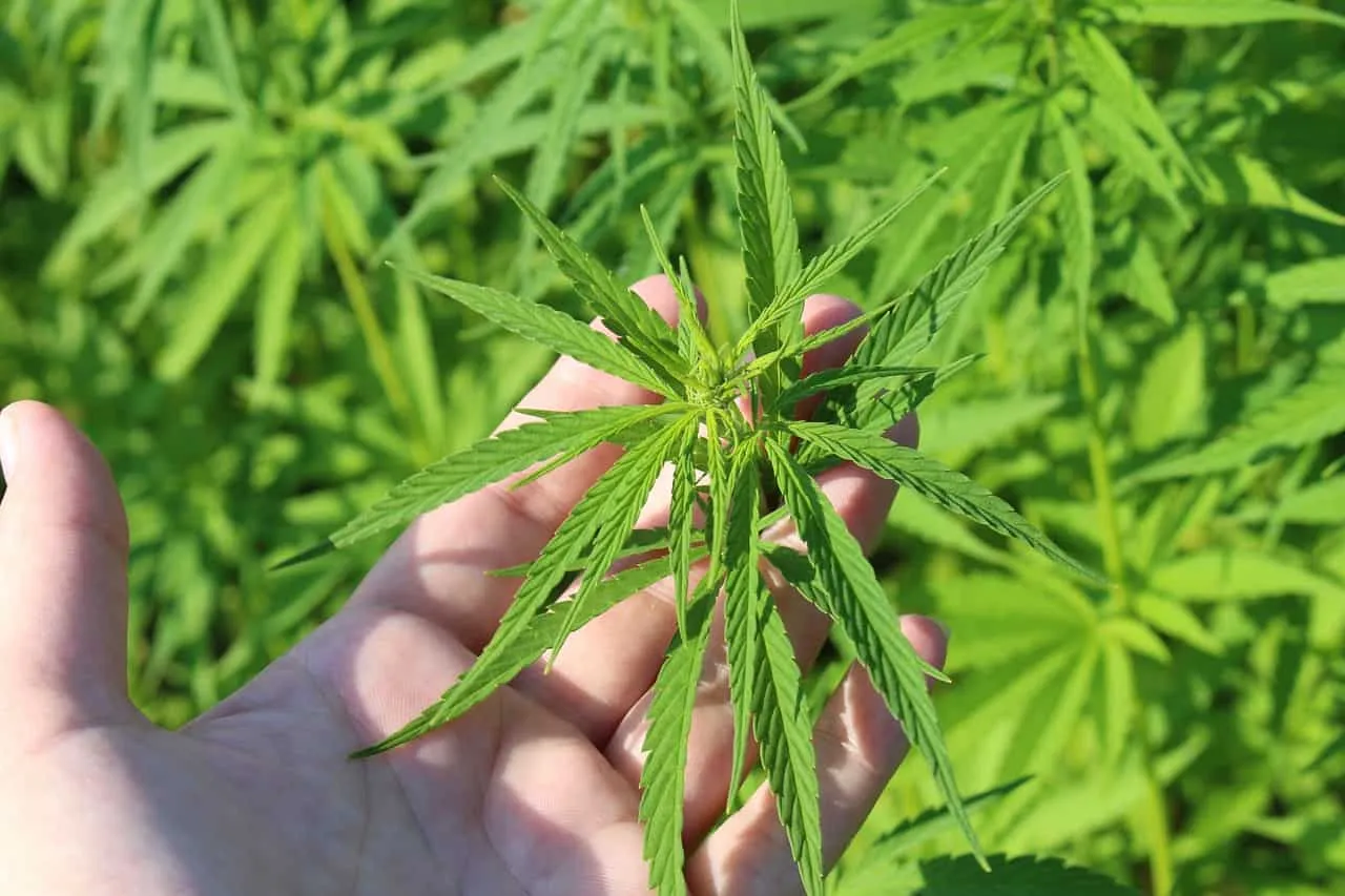 sativa_1663741553