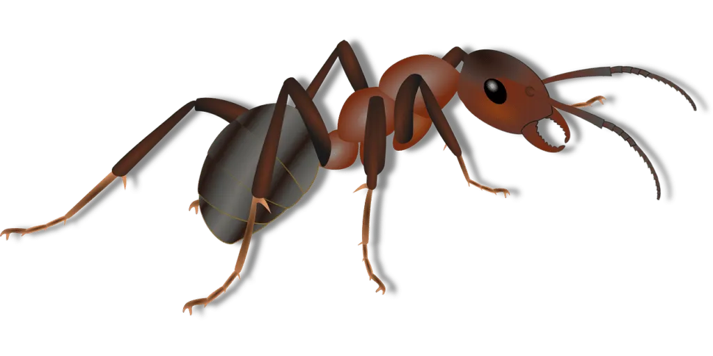 The ant 1622420146 חייה