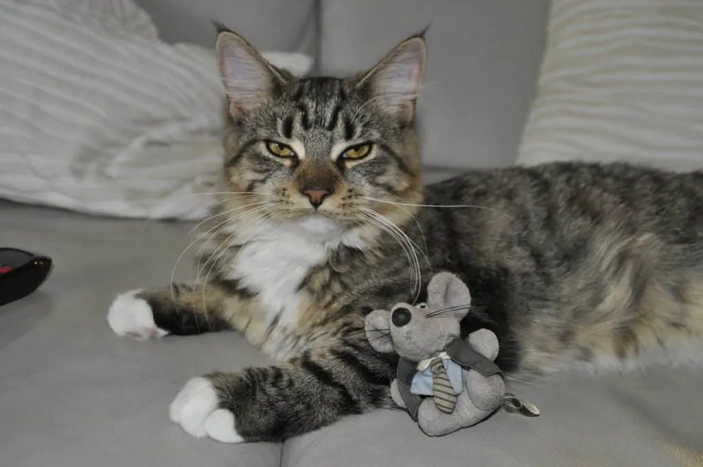cat toys 1649931517 צעצועים שחתולים אוהבים