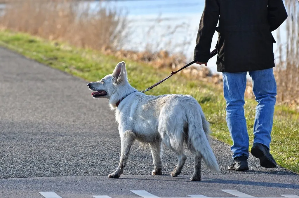 Dog leash 1604818375 כלב זאב