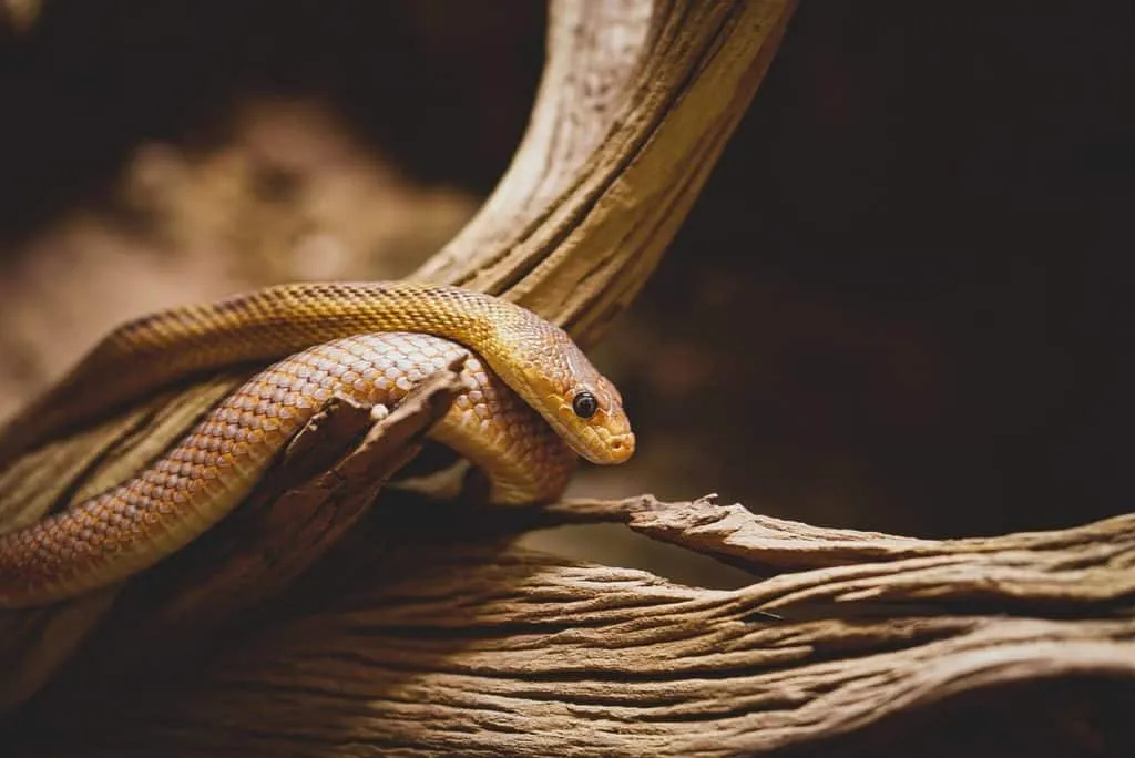 snake 1650452938 מלכודות דבק