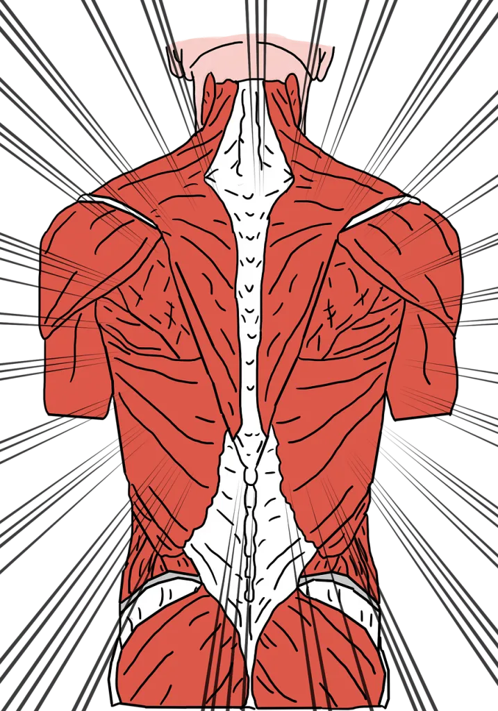 back 1579433902 717x1024 גוף האדם