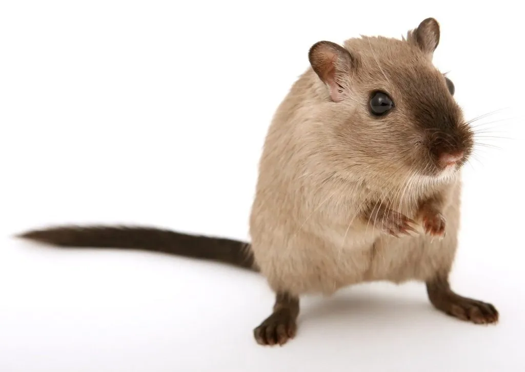 Mice 1618874593 חייה