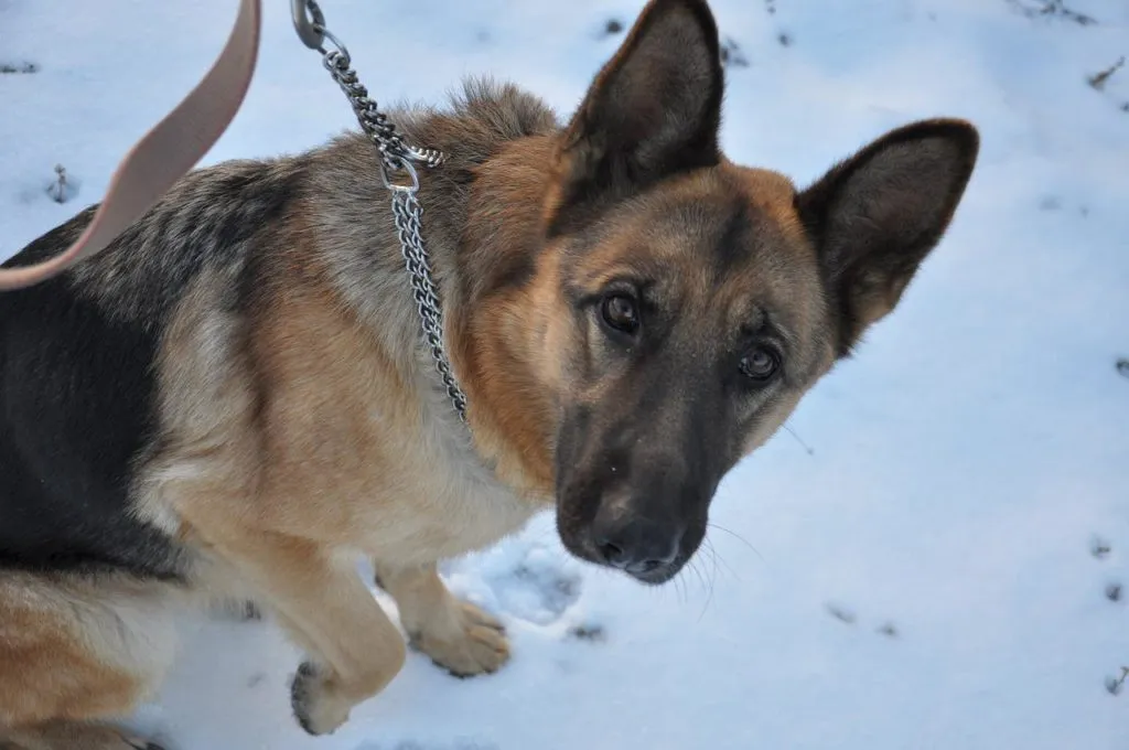 dog training 1660541251 אילוף את הכלב שלך