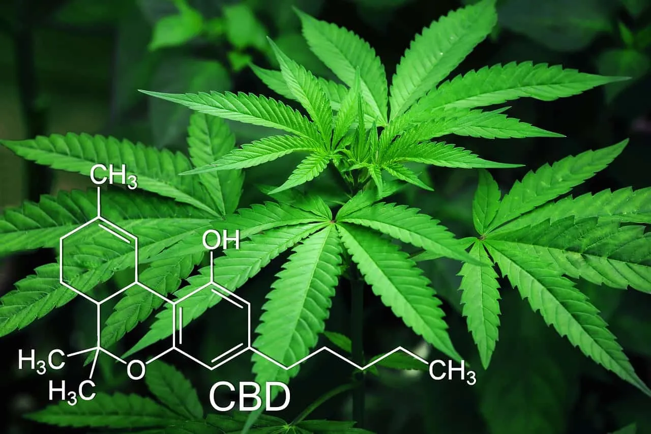 WEED 1573561106 שימוש בסיבידי