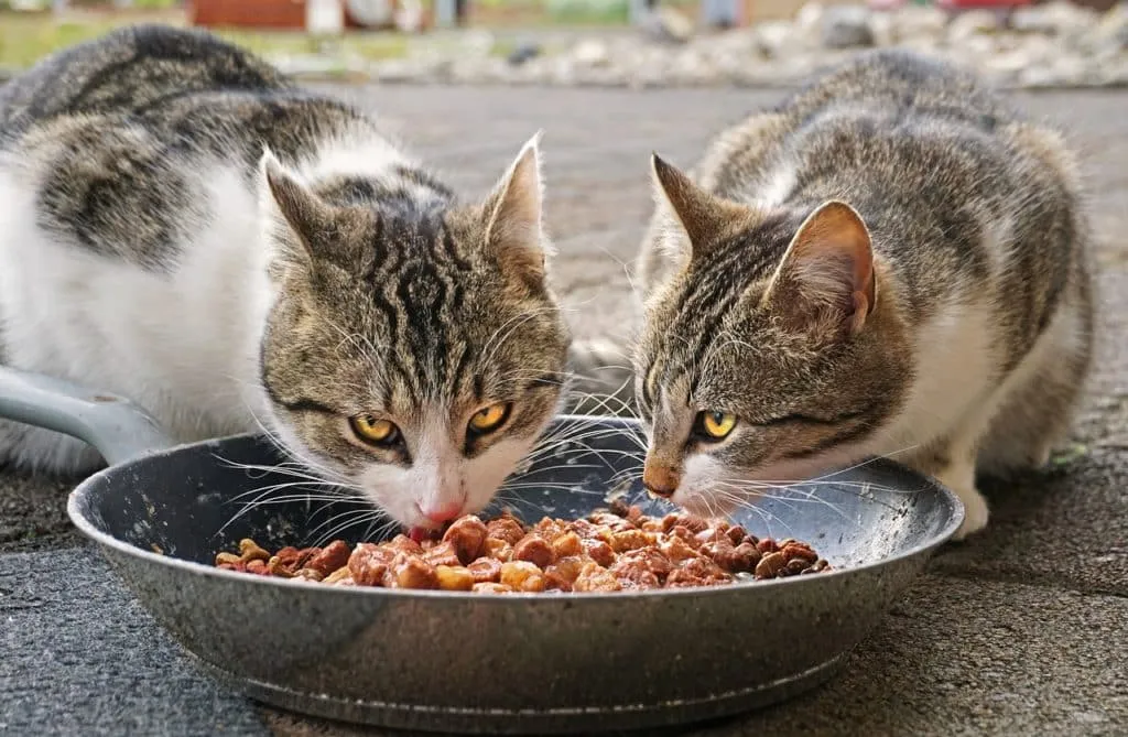 Animal food 1644756917 חתולים