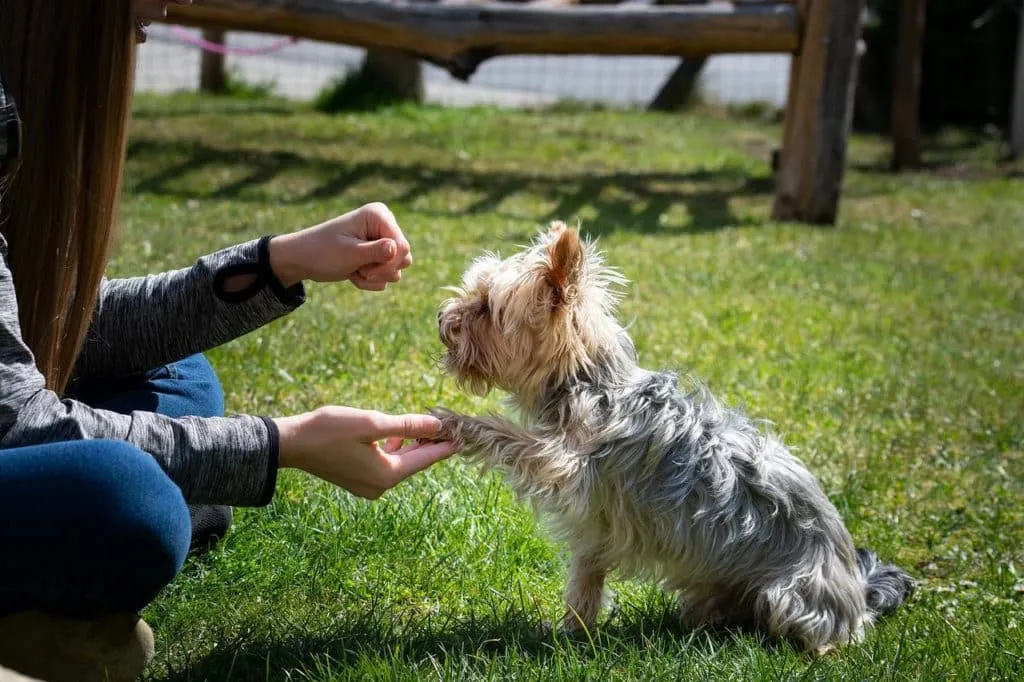 Dog training 1651449502 שיעור לכלב