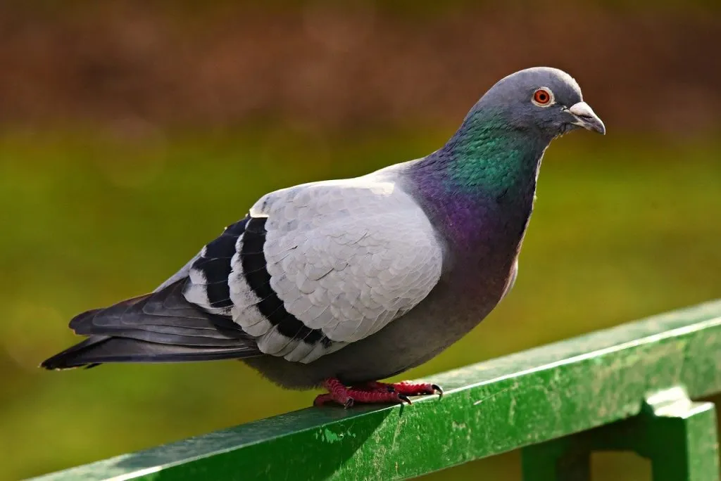pigeons 1600173439 יונה עומדת על מעקה
