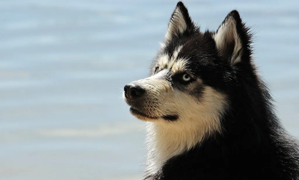 Dog 1643108923 בעל חיים