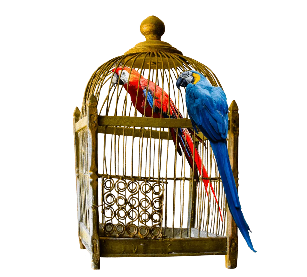 parrot 1611592477 שני תוכים