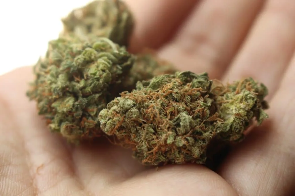 Cannabis 1620723148 שני פרחים