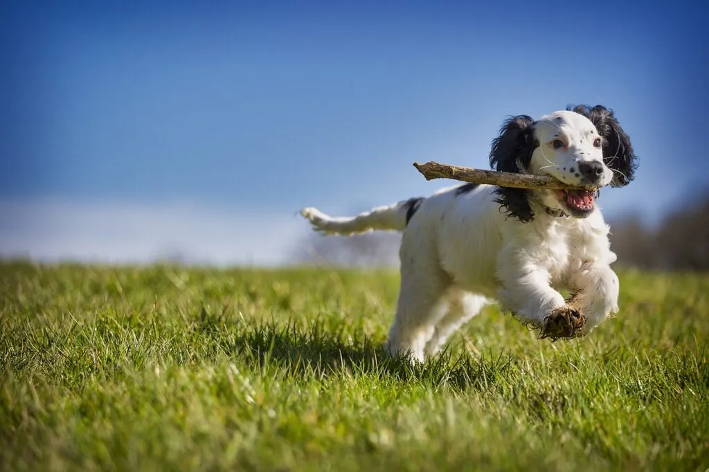 dog playing 1706951995 כלב משחק