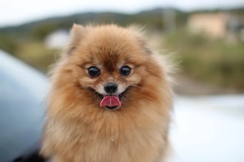 Pomeranian dog 1620525271 Pomeranian dog 1620525271