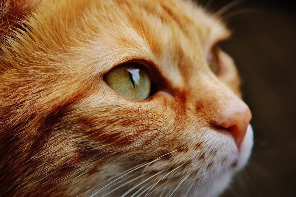 cats 1610924565 חיית מחמד