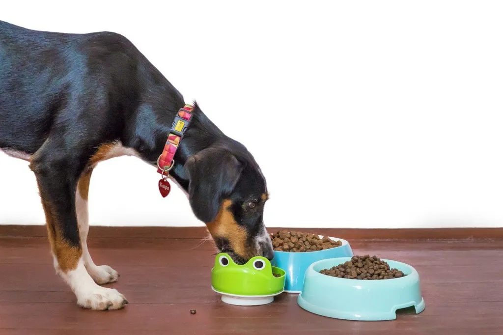 Dog Food 1649826441 אוכל לכלבים