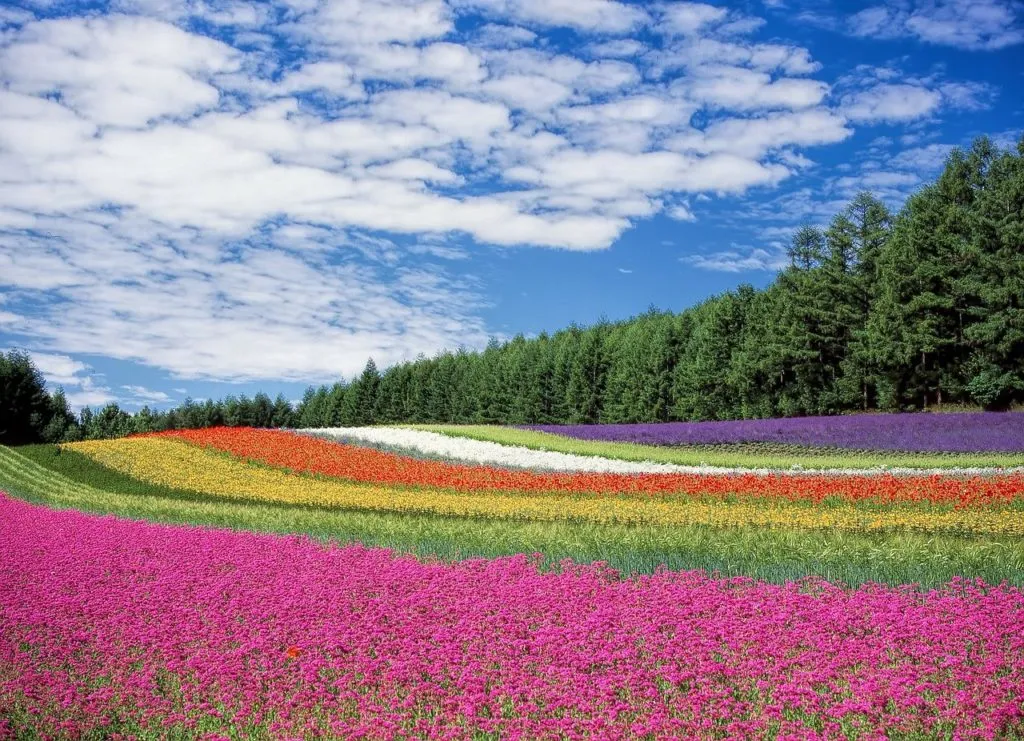 flowers 1622341516 נוף פרחים - בצבעים שונים