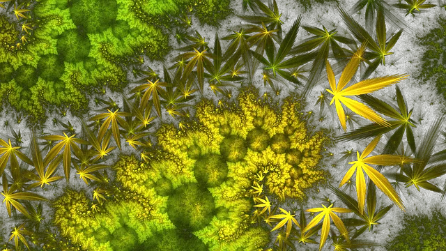 fractal g9d585c99d 640 קנאביס רפואי סאטיבה