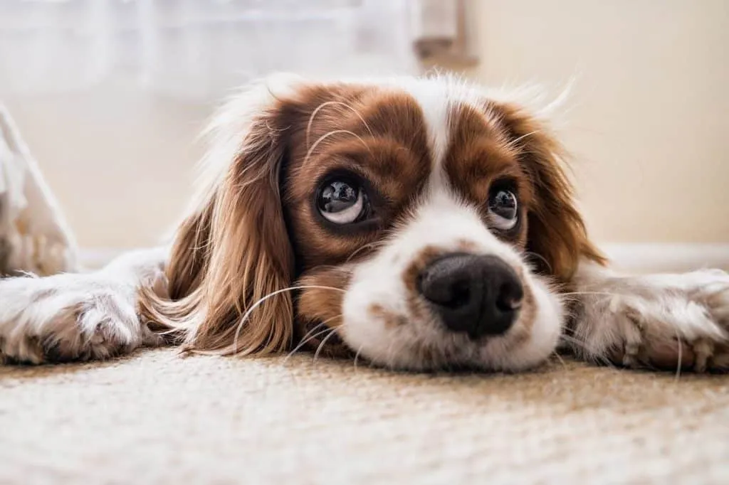pets 1661846540 כלב