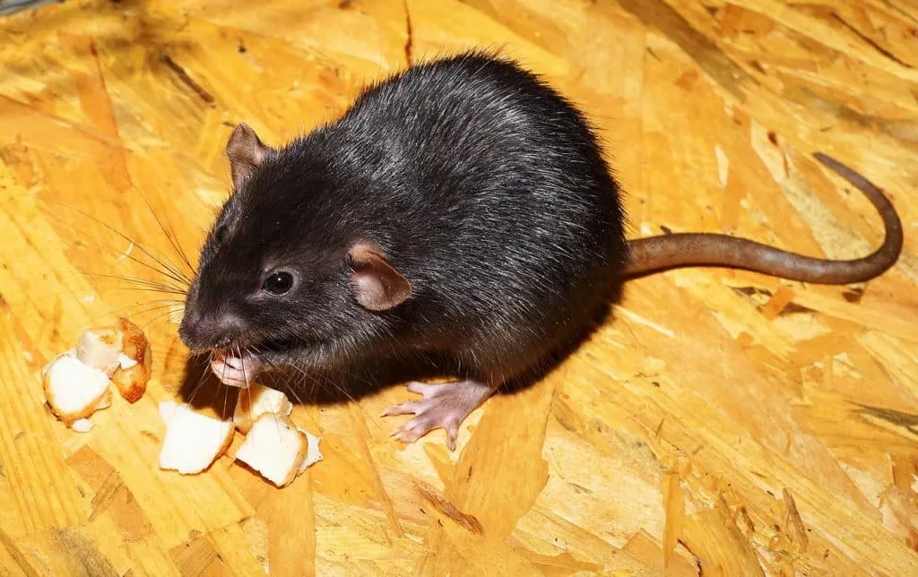 Rats 1639576605 עכבר