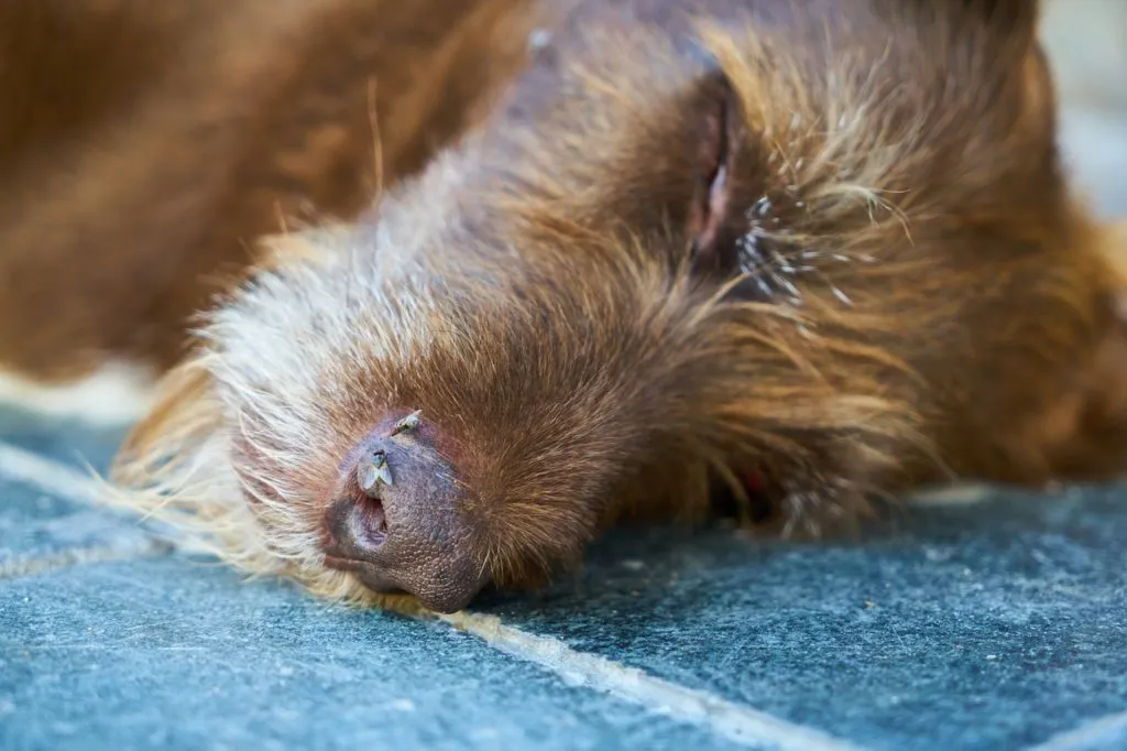 Dead dog 1593333421 ראש של כלב