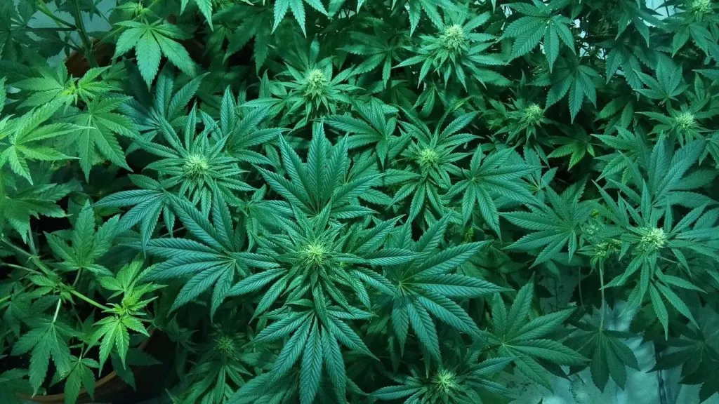 Cannabis 1651472418 צמח