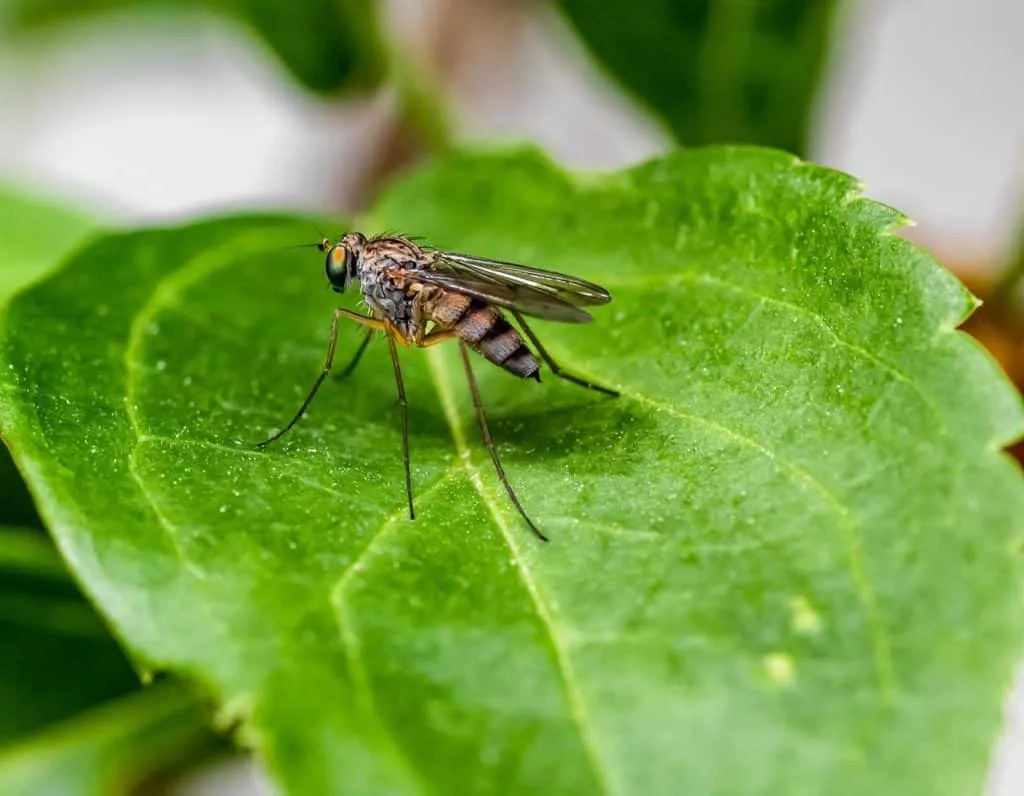 mosquitoes 1659931825 עלה