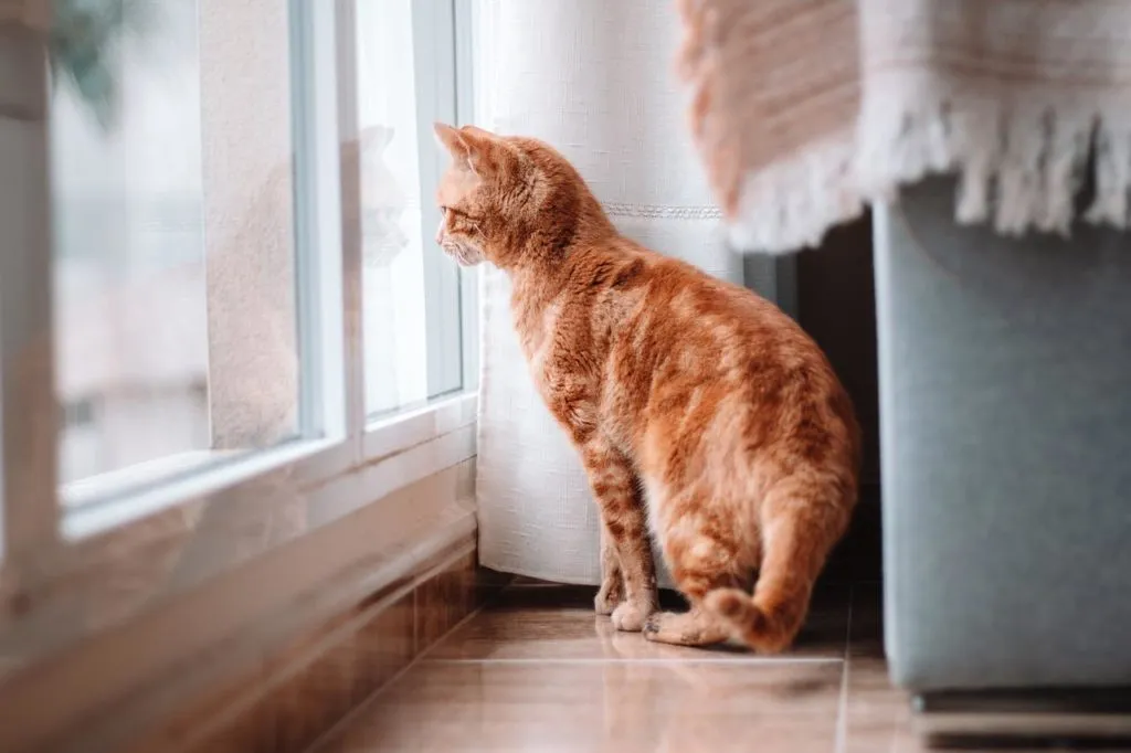 home cat 1663630897 חתול בית