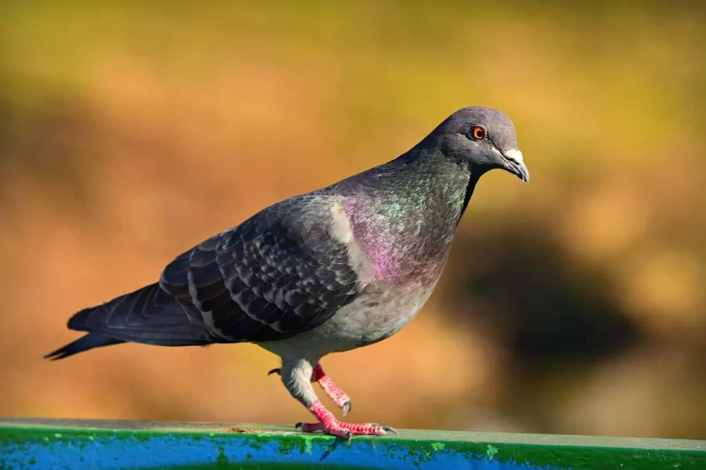 Pigeon 1577565254 יונה גדולה