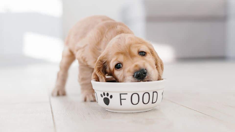 האם גורי כלבים אוהבים אוכל על בסיס בקר או עוף?