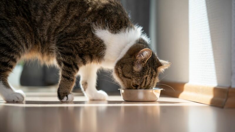 קערת מזון לחתולים