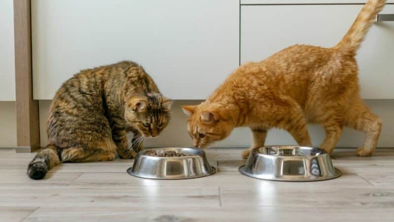 קערת מזון לחתולים