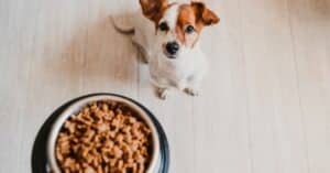 תדלוק אושר כיצד מזון נכון לכלבים יכול לשפר את רווחתה של חיית המחמד שלך