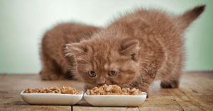 להאכיל את החתול שלך